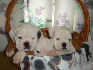 AKCEnglishBulldogpuppies